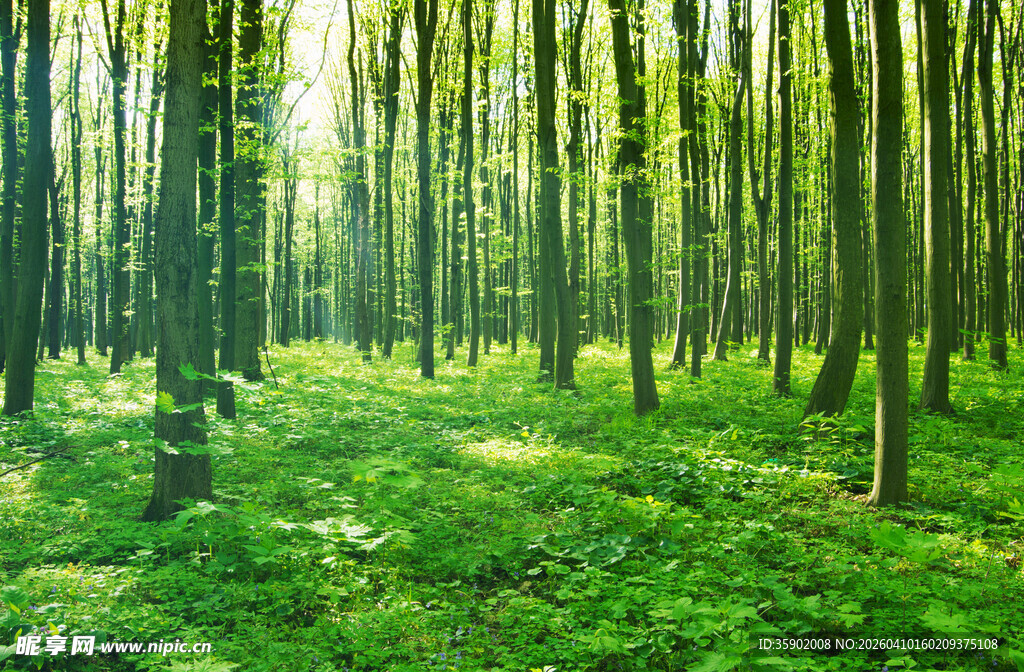 阳光照耀下的翠绿竹林