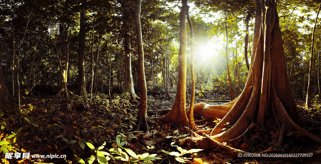 阳光穿透森林的静谧景象