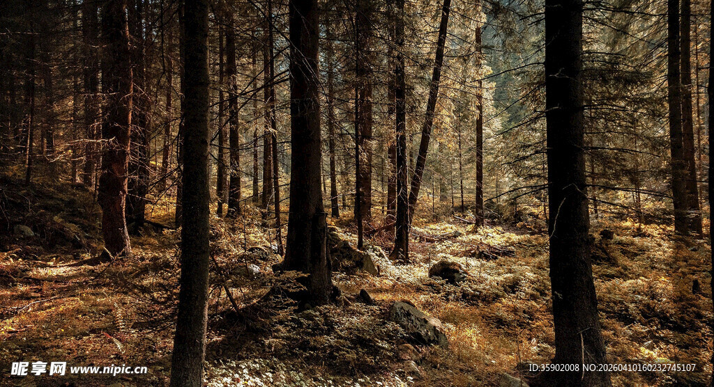 秋日静谧森林景象