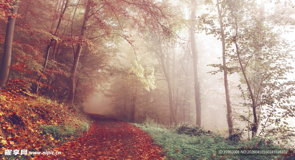 秋日迷雾中的林间小径