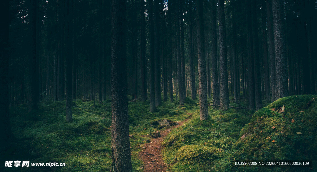 幽静森林中的蜿蜒小径