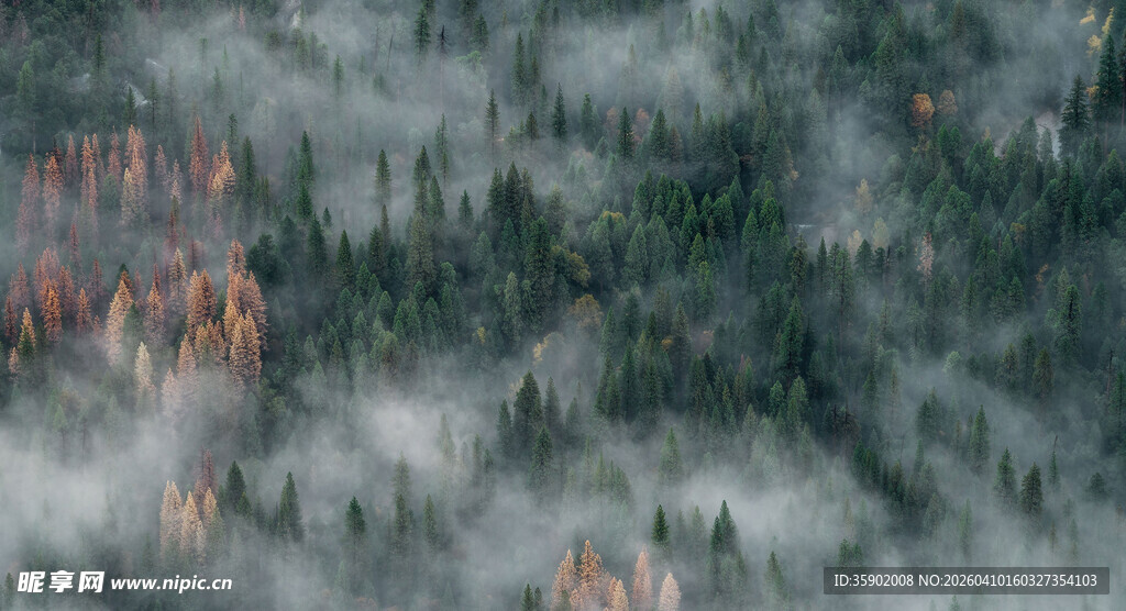 云雾缭绕的山林美景