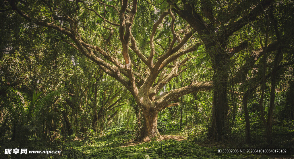 森林中繁茂大树下的身影