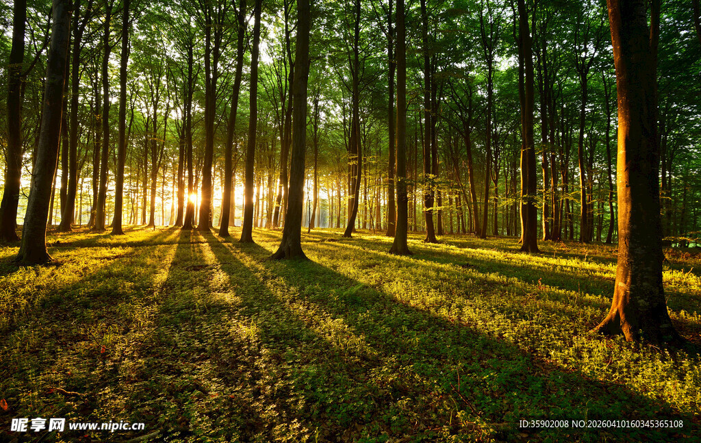 林间晨光静谧森林美景