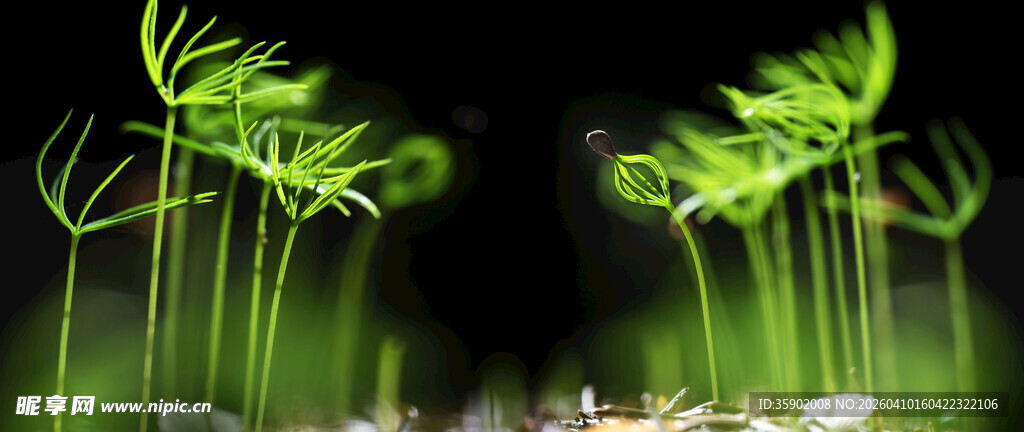 嫩绿植物特写生机盎然