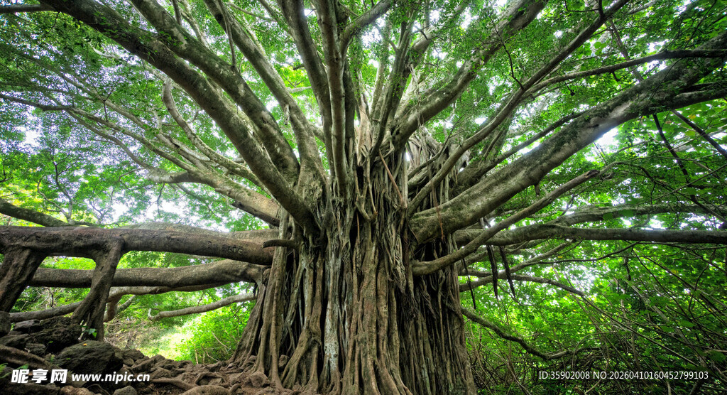 巨大繁茂的古老榕树