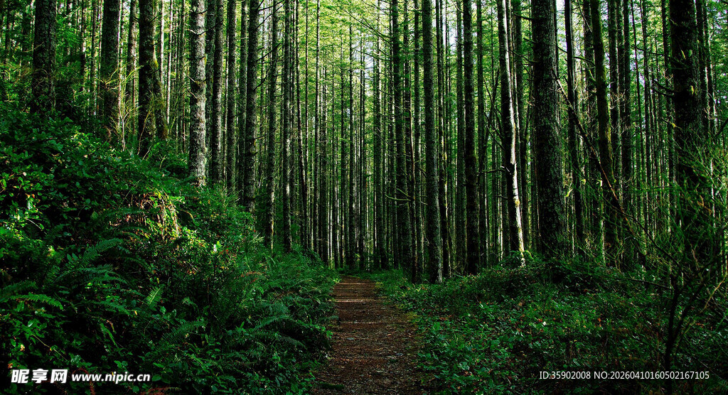 幽谧竹林间的蜿蜒小路