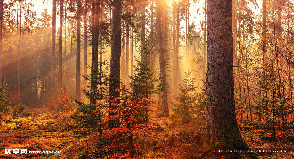 秋日森林阳光穿透美景