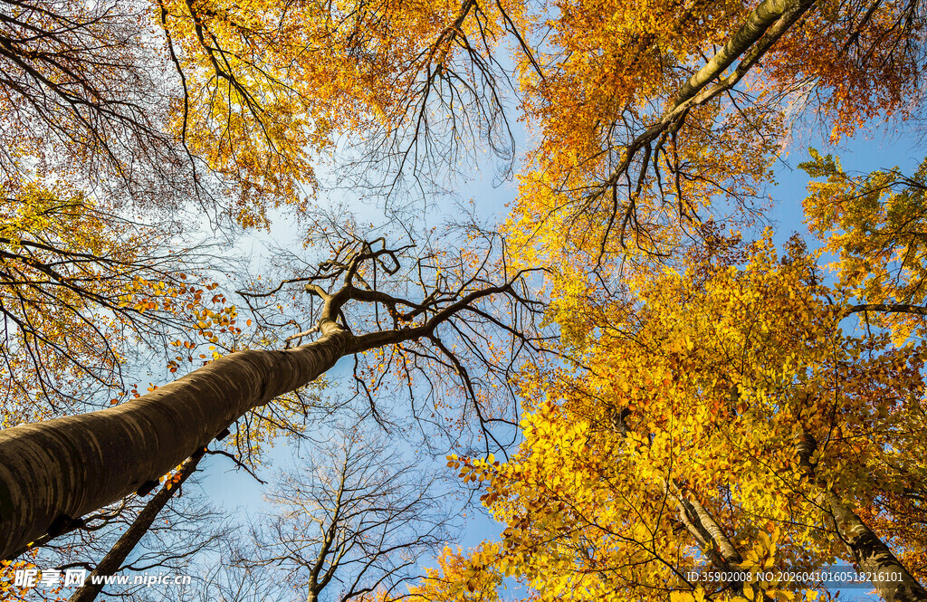秋日仰观斑斓枝叶