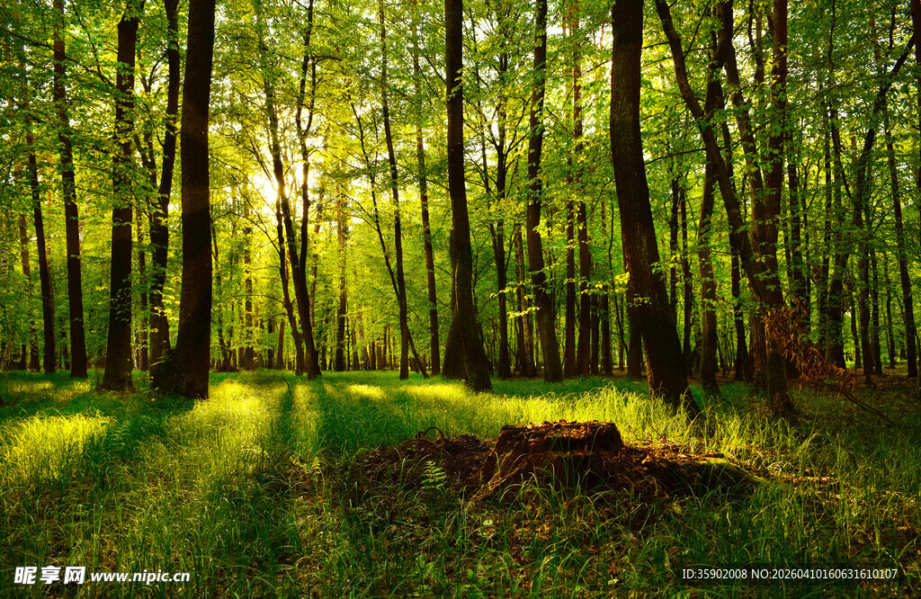 阳光洒落的静谧森林