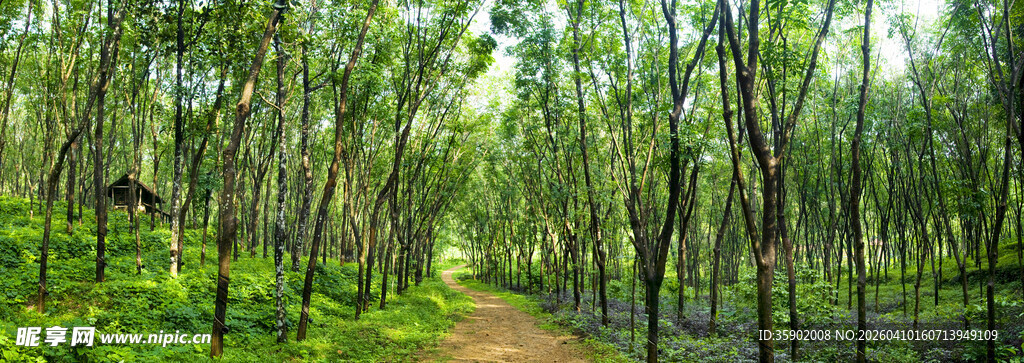 林间幽径绿意盎然的美景