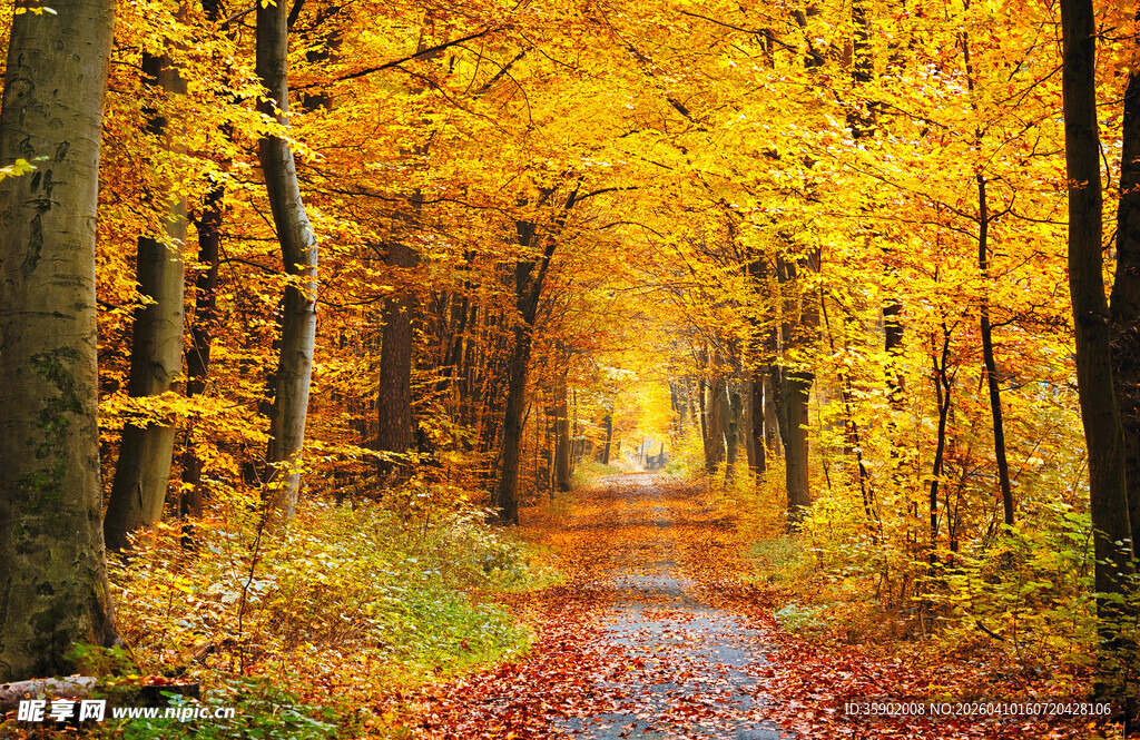 秋日林间小道的斑斓美景