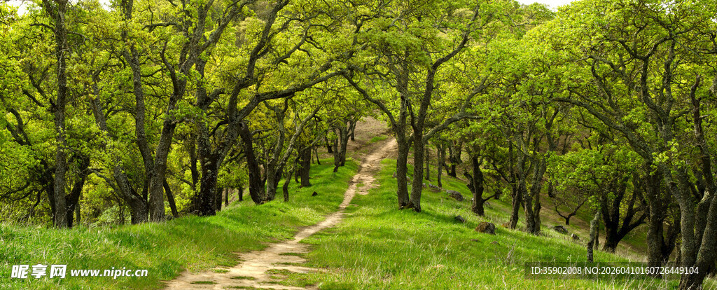 林间小径绿意盎然的美景