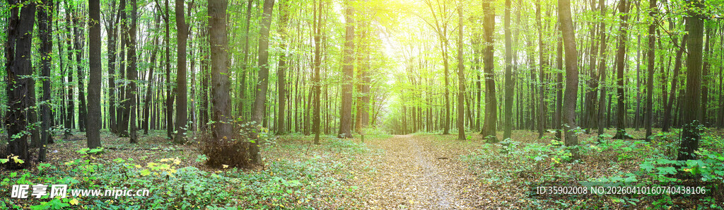 阳光穿透森林的静谧小径