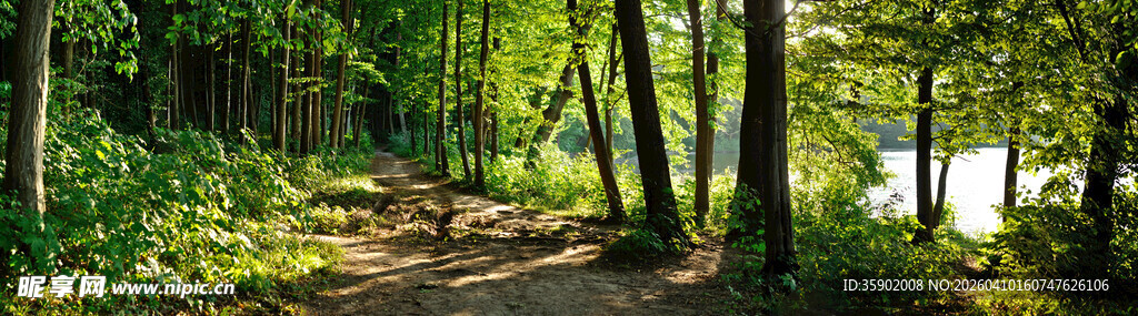 林间小径绿意盎然的自然路
