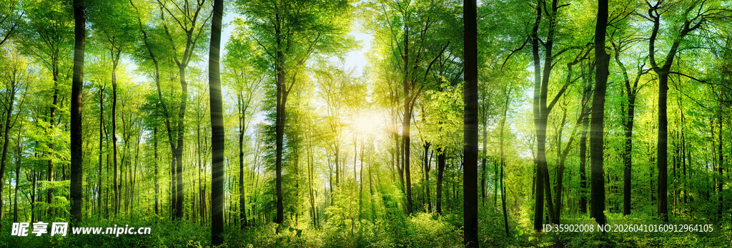 阳光洒入茂密森林景象