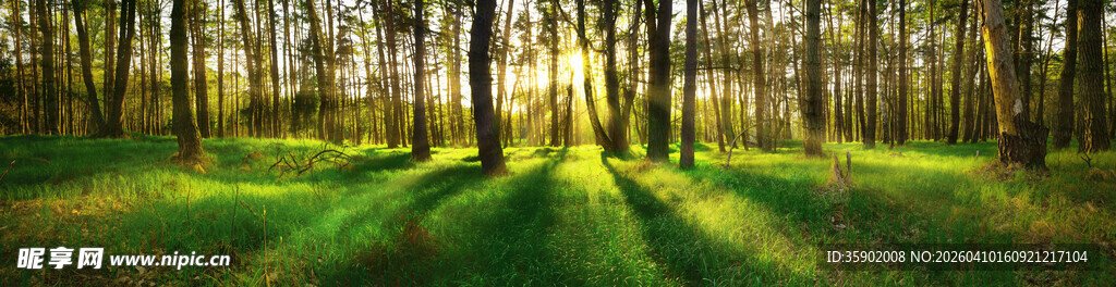 阳光洒落的葱郁林间小道