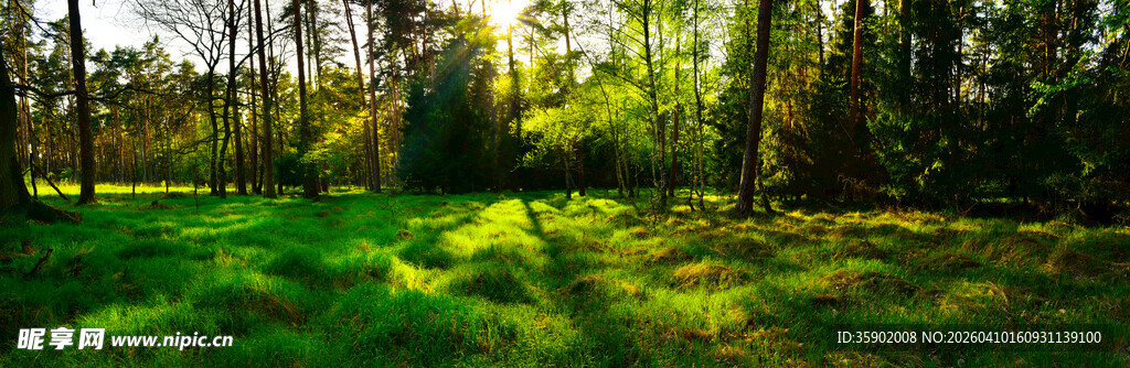 阳光照耀下的翠绿森林