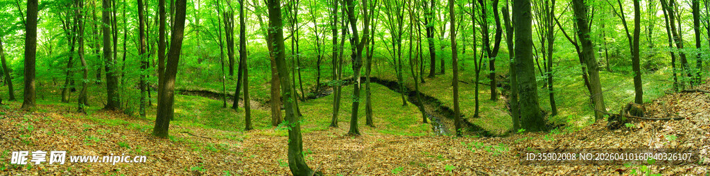 茂密森林绿意盎然景象