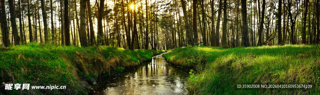 林间小溪晨光下的静谧美景