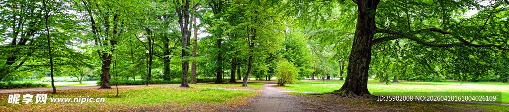 绿意盎然的森林景色