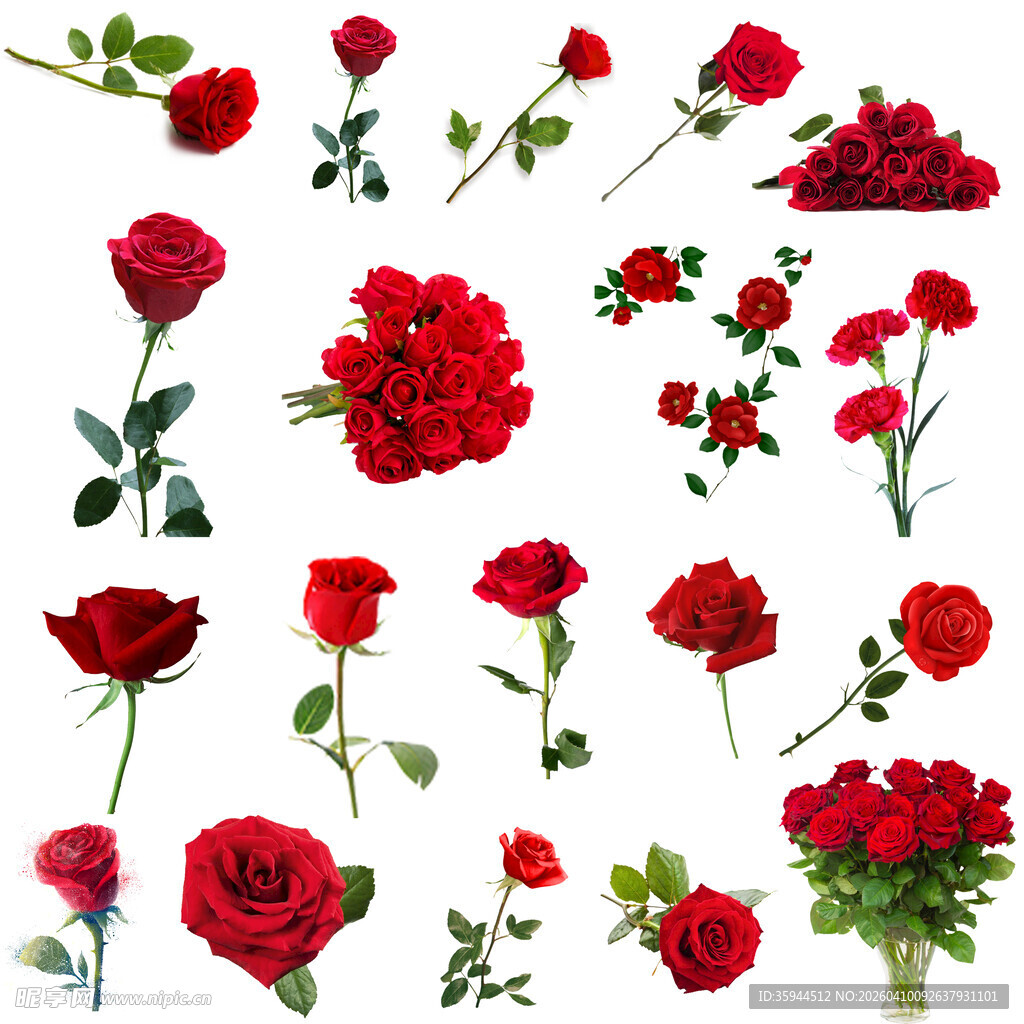 多样红玫瑰花卉素材集合