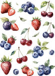 水彩绘多彩浆果组合
