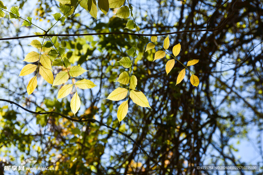 秋日枝头黄叶映蓝天
