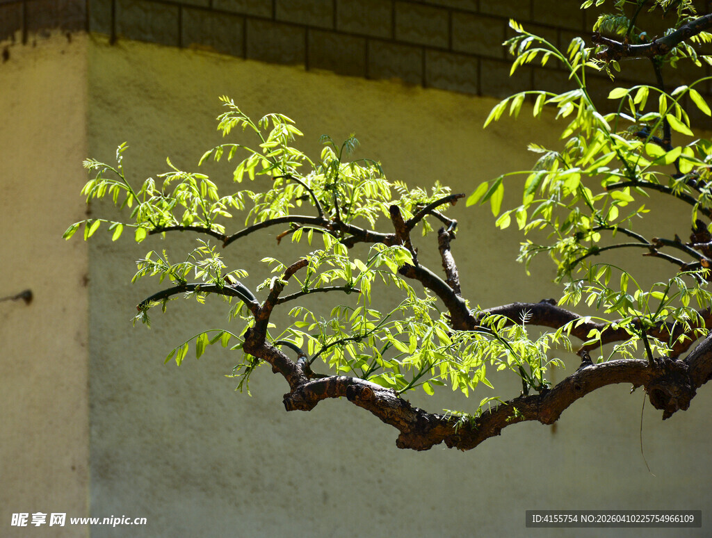 弯曲枝桠上的嫩绿新叶