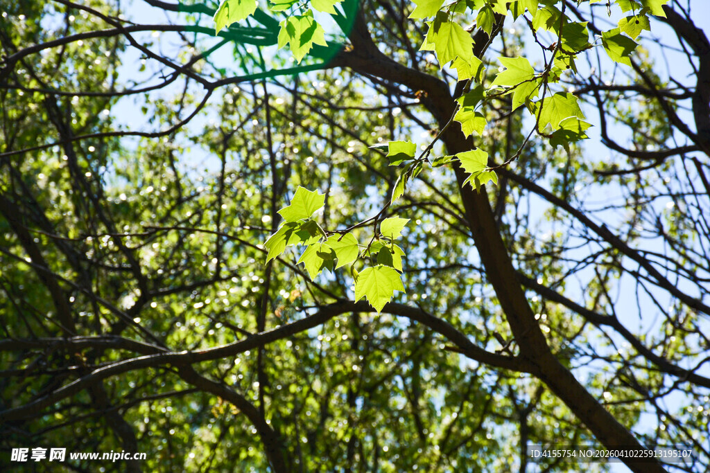 阳光下的翠绿树叶