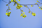 蓝天映衬下的嫩黄花枝