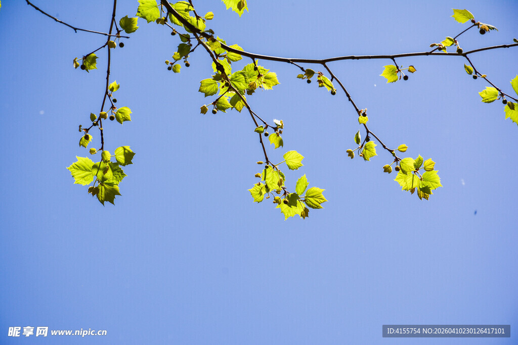 蓝天映衬下的嫩黄花枝