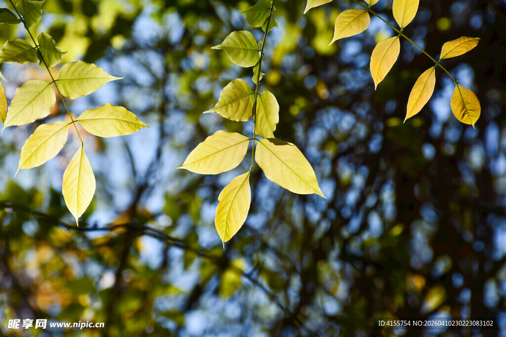 秋日枝头的金黄树叶