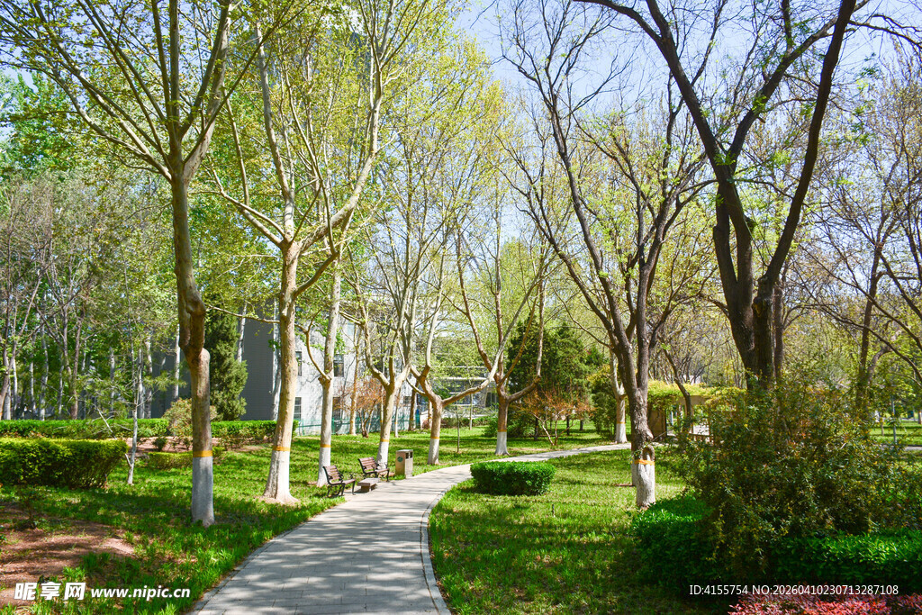 春日林间小径绿意盎然