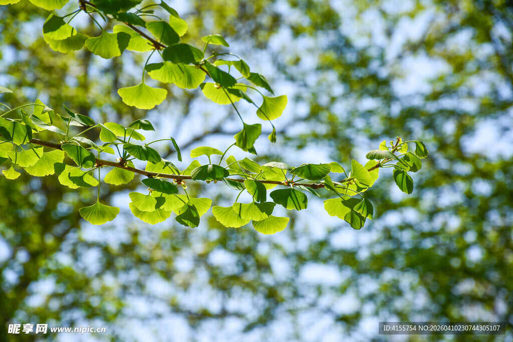 嫩绿银杏叶清新自然景