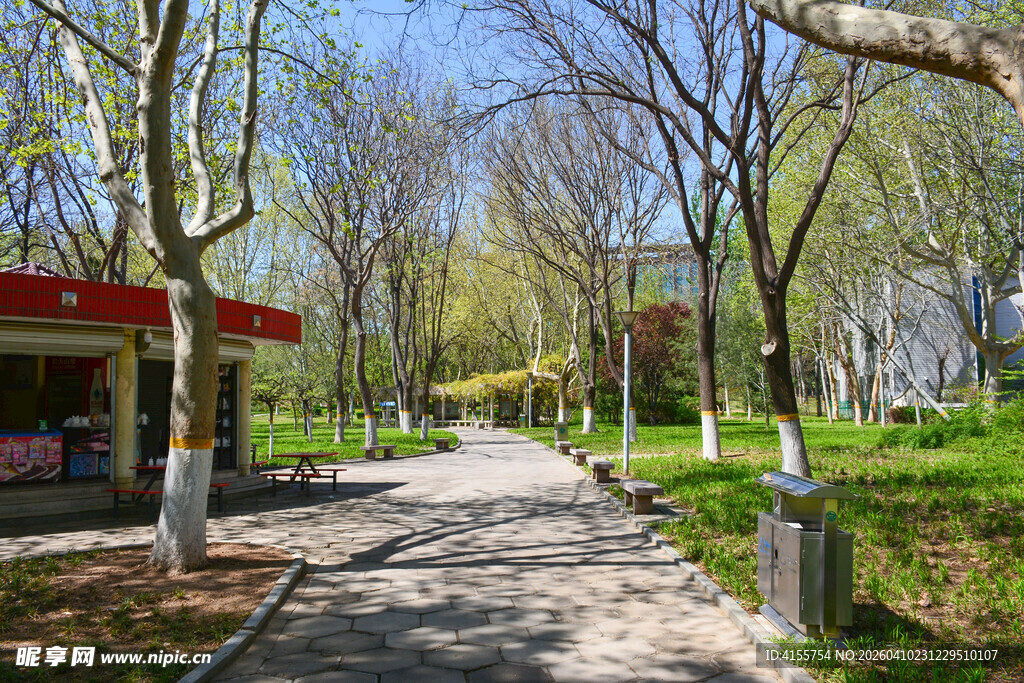 春日林荫小道风景