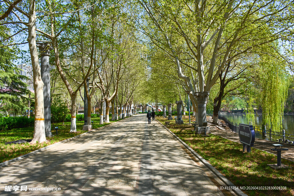 春日林荫小道美景