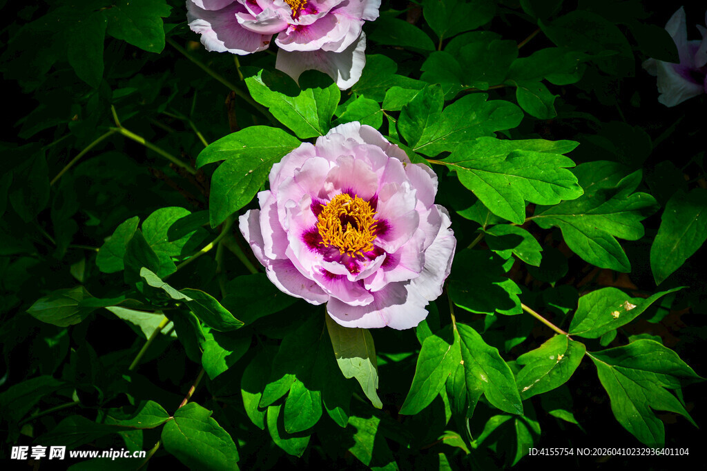 娇艳绽放的美丽牡丹花