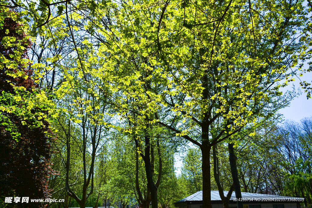 春日林间绿意盎然景致