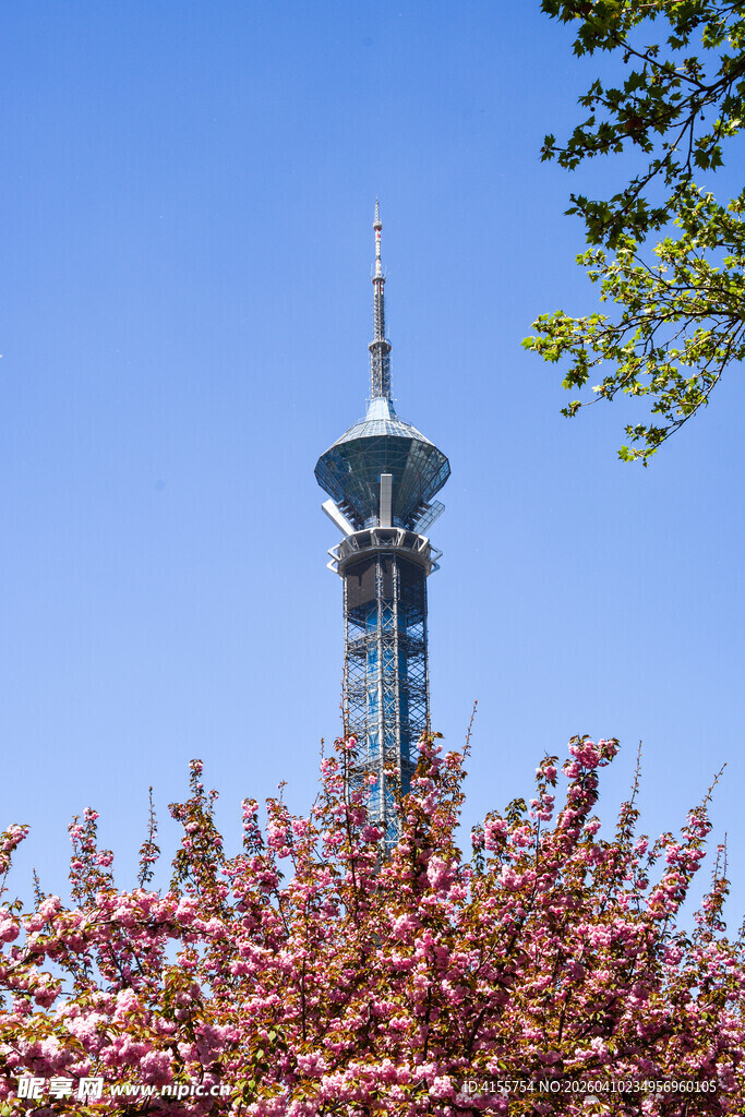 樱花簇拥下的高耸电视塔