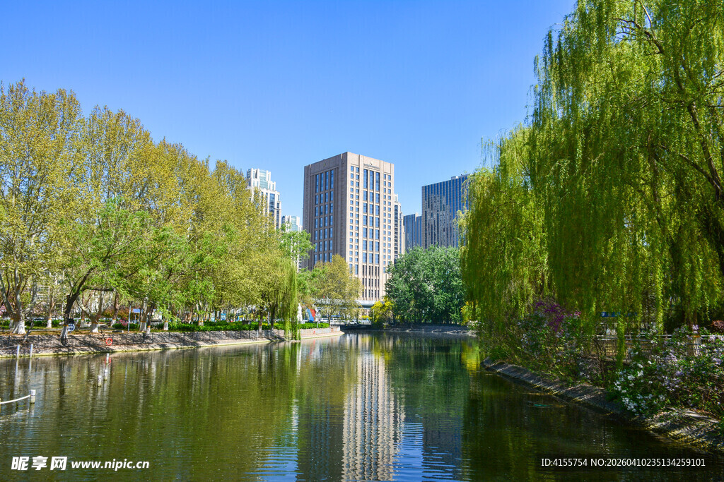 城市河畔垂柳与高楼美景