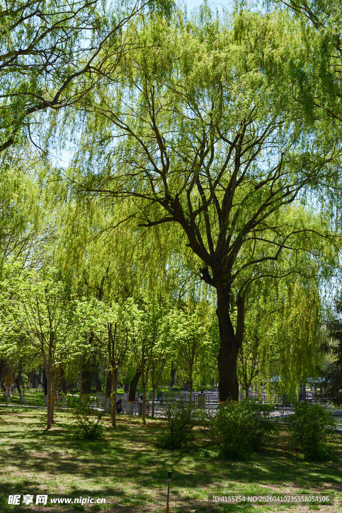 春日葱郁柳树景观
