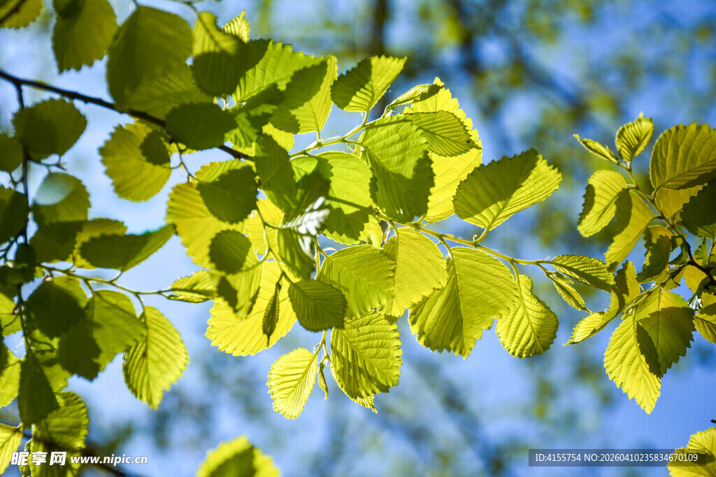 阳光下的嫩绿树叶