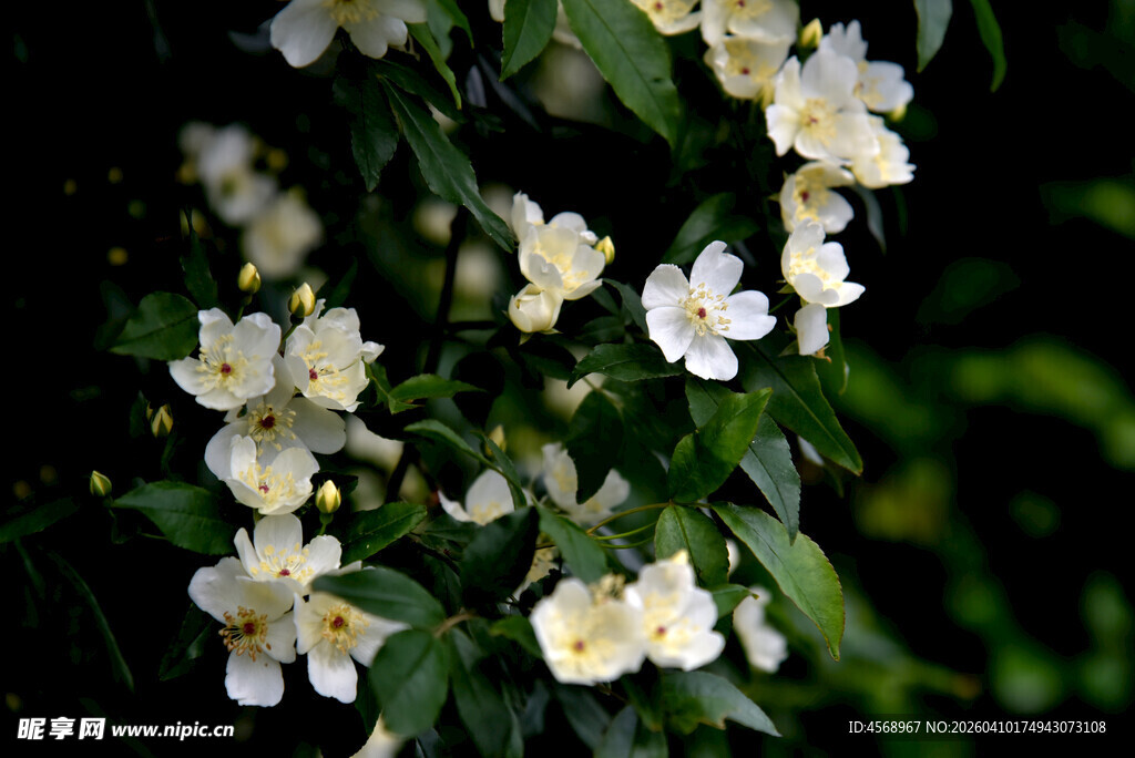 洁白繁花枝繁叶茂