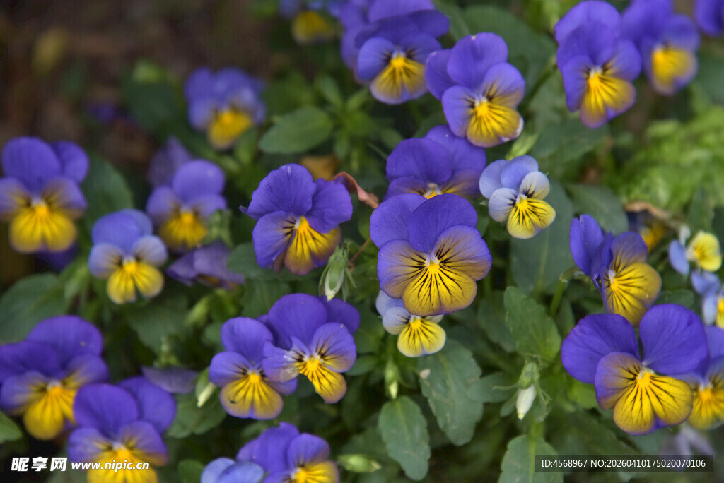 紫色三色堇花朵特写