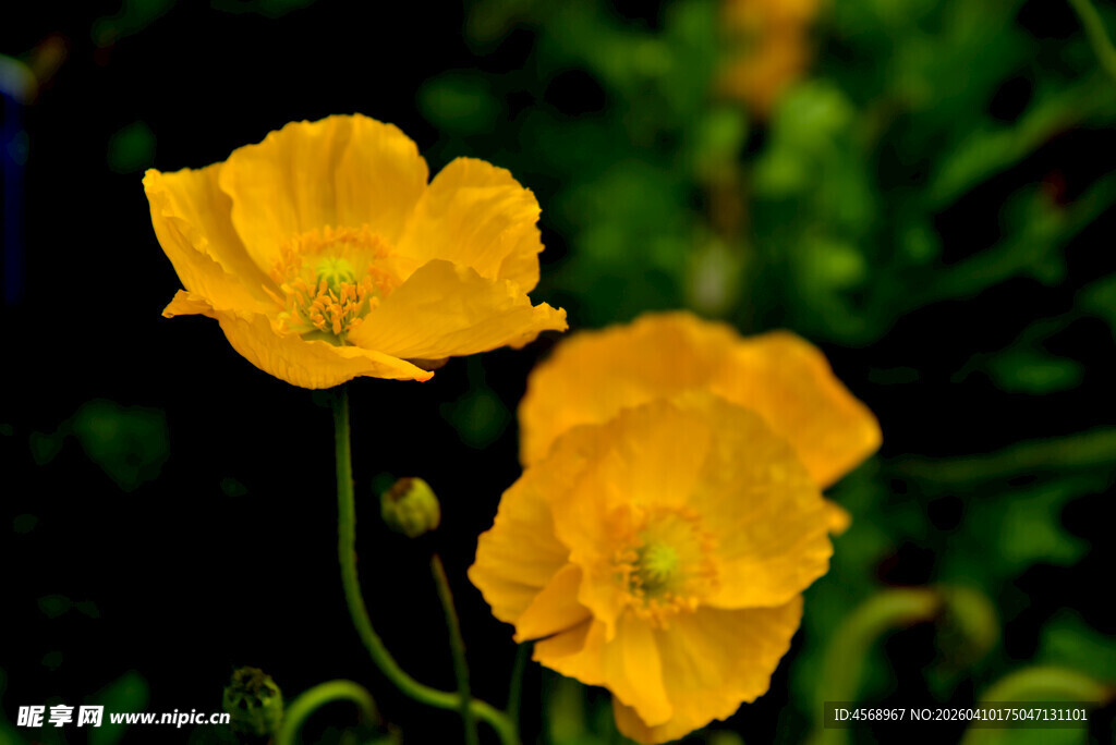 两朵明艳黄色虞美人花
