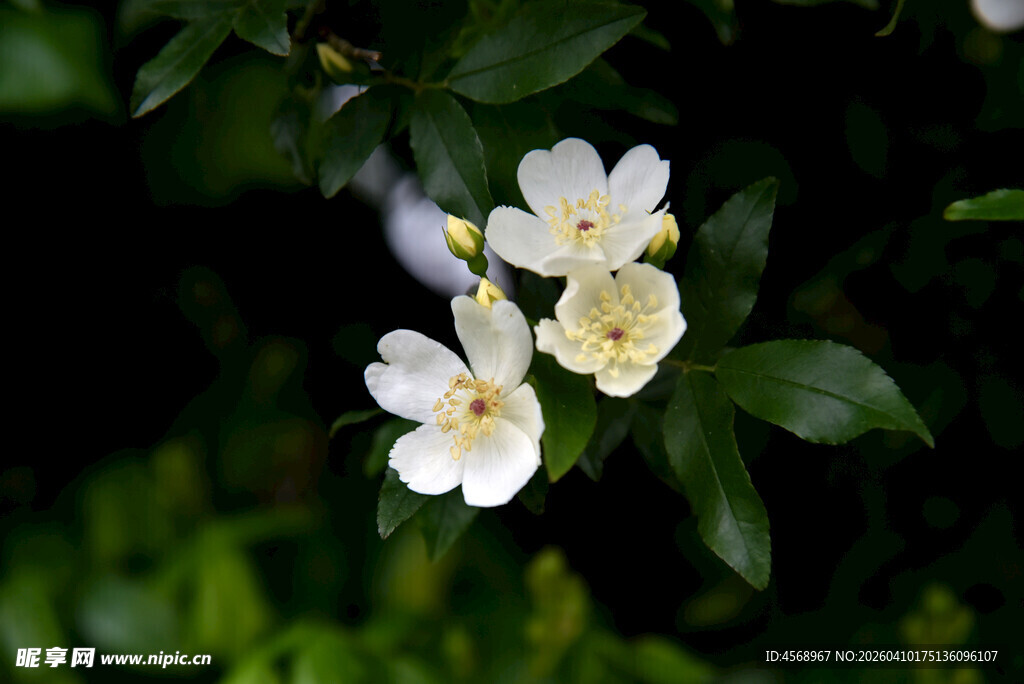 洁白茉莉花绽放绿叶间