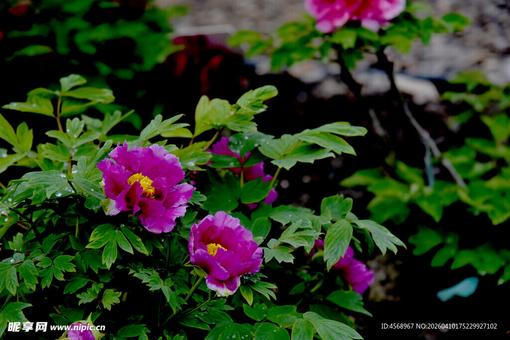 娇艳绽放的紫红色花朵
