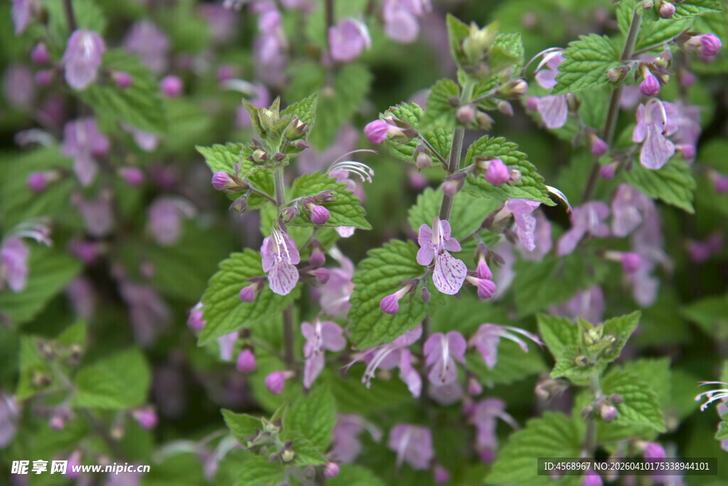 紫色匍筋骨草特写
