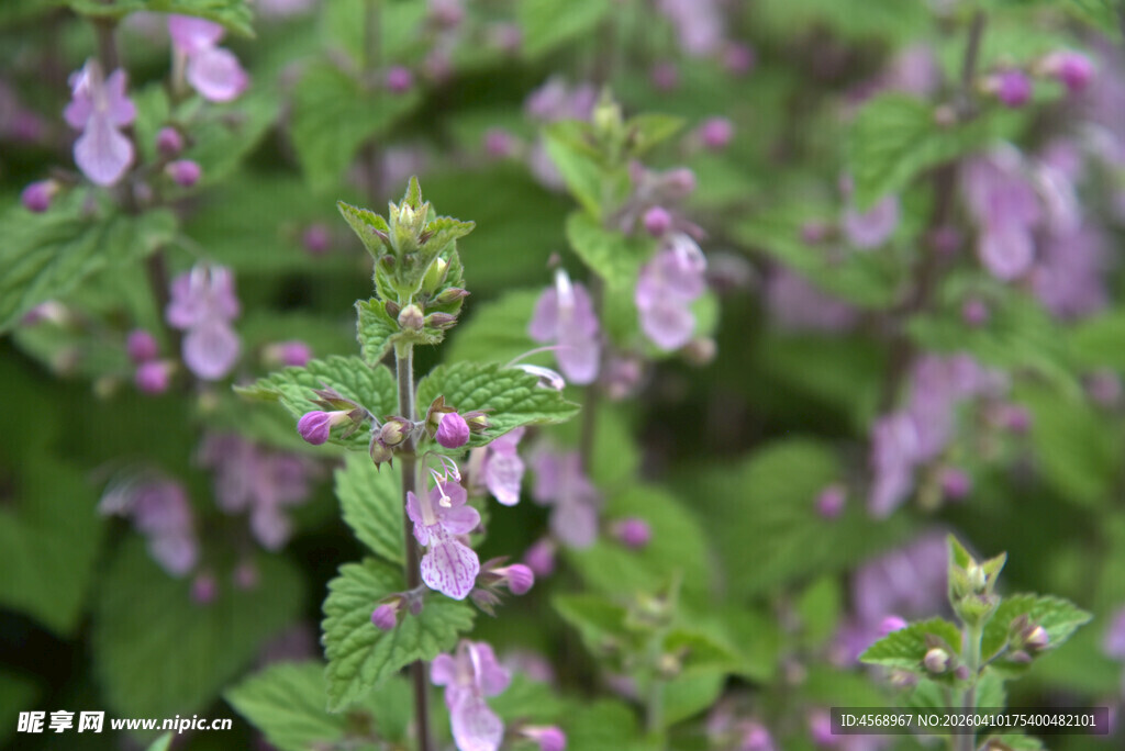 紫色小花与绿叶植物景观